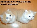 mitosis.jpg image by Prometheus_RG